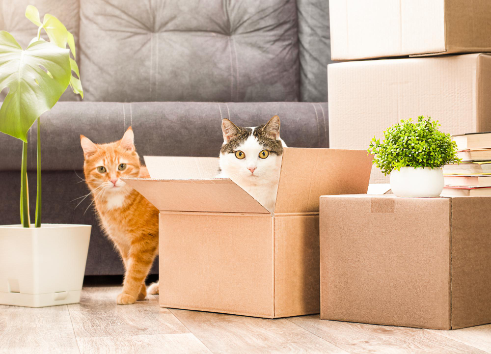 Chat adorable s'adaptant à ses nouvelles habitudes pendant le processus de déménagement, explorant avec curiosité sa nouvelle maison pleine de cartons.